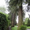 Giant Sequoia Wellingtonian trees in Ashdell Road