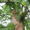 Beside Kings Pond - a ?? oak - looking at the new fruit