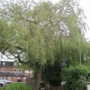 The giant Weeping Willow beside the River Wey in the library car park