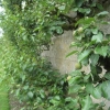 The espaliered pear tree