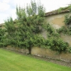 The espaliered pear tree
