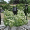 The wishing well