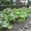 Lovely rhubarb