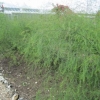 Asparagus