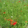 Wild flower meadow