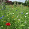 Wild flower meadow