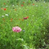 Wild flower meadow
