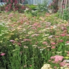 Wild flower meadow