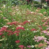 Wild flower meadow
