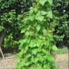The beans are going to be good
