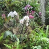 The Orchid House