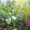 The Orchid House