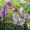 The Orchid House
