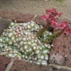 This dear little cactus on the wall - Sempervivum arachnoideu