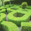 Formal planting? or a maze?