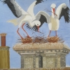 Norfolk Storks Nest-Building ) © Ann Bishton 2014