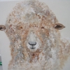 Dolly © Annabel Young 2014