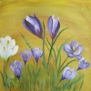Spring Crocus © Annabel Young 2014