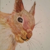 Red Squirrel (watercolour) 2017 by Annabel Young
