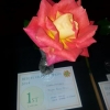 01 Single Rose
