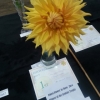 04 Single Dahlia