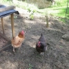 Chickens