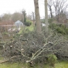 Tree removal 1