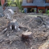 Tree removal 2