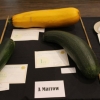 Marrows