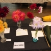 Dahlia entries