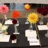 Single Dahlia entries