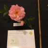 2nd for Best Single Rose