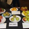 The 3 Apples entries and winners