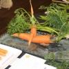 The 4 winning Carrots and a weird one