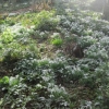 And more snowdrops