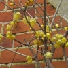 This was growing up the side of the house and has a beautiful perfume - i think it's called Wintersweet??