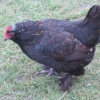 A speckledy hen