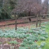 Snowdrops in the front garden