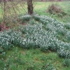 Snowdrops in the front garden