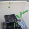 Anna's sweet pea seedings in her greenhouse