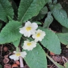 A beautiful primrose