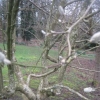 Pussy willow buds waiting to burst