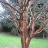 Anna's peeling bark tree
