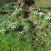 Sunny primroses next day