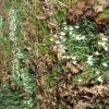Sunny primroses next day