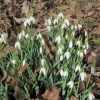 Even more snowdrops