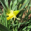 A rather rabbit-bitten daffodil