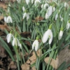More snowdrops