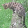 Hunting leopard