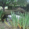 The Dew Pond